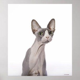 Poster Sphynx Cat with surprised expression
