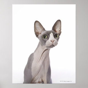 Poster Sphynx Cat with surprised expression