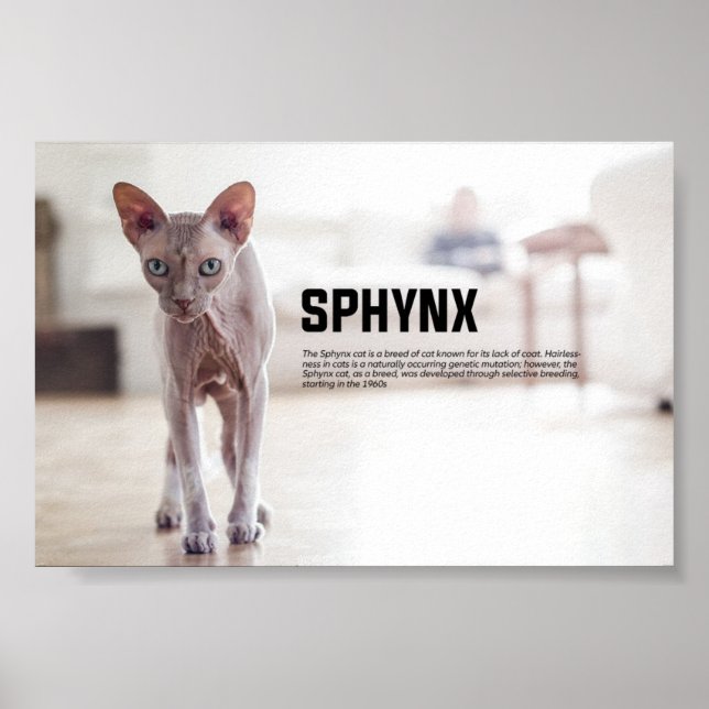 Poster Sphynx race de chats (Devant)