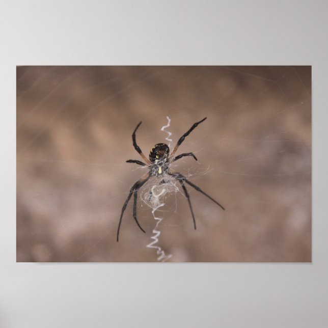 Poster Spider (Devant)