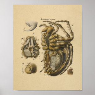 Poster Spider Anatomy Print Paul Pfurtscheller