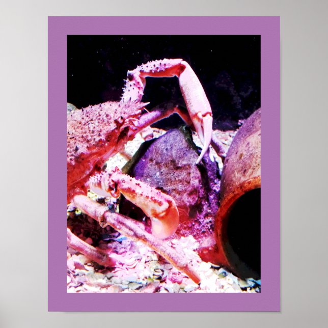 Poster Spider crab (Devant)