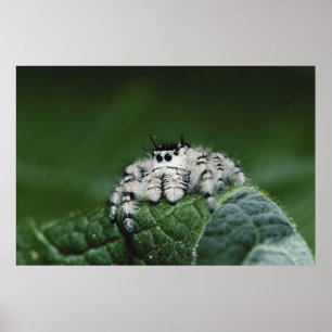 Poster Spider de la Métaphide