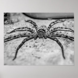 Poster Spider Huntsman
