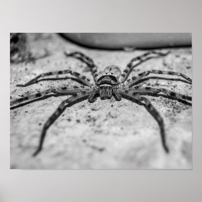 Poster Spider Huntsman (Devant)