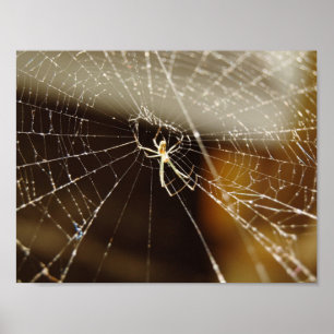 Poster Spider in web