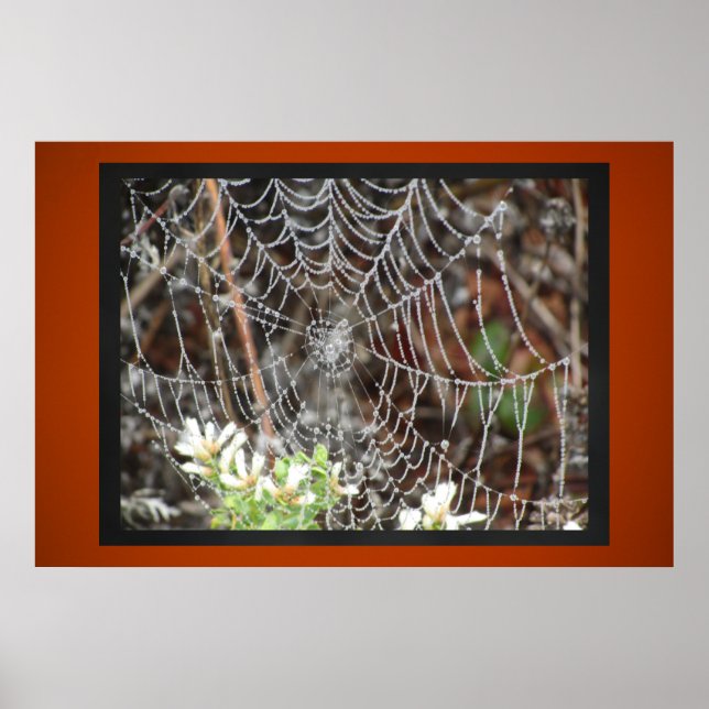 Poster Spider Web (Devant)