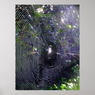 Poster Spider Web