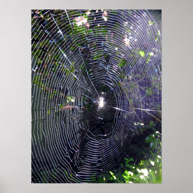 Poster Spider Web (Devant)
