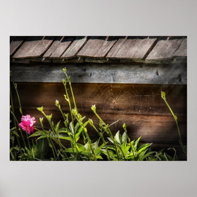 Poster Spider - Web Charlottes (Devant)