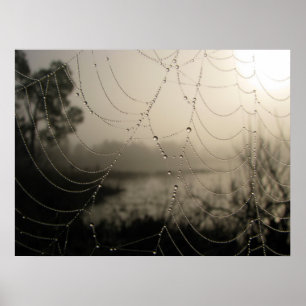 Poster Spider's Morning