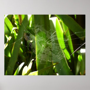 Poster Spiderweb dans Tropical Leaves Nature
