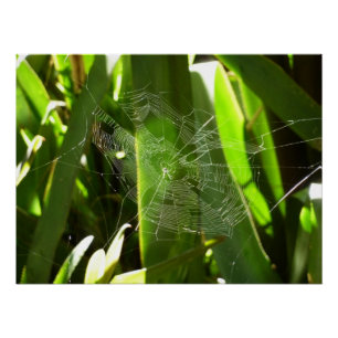 Poster Spiderweb dans Tropical Leaves Nature