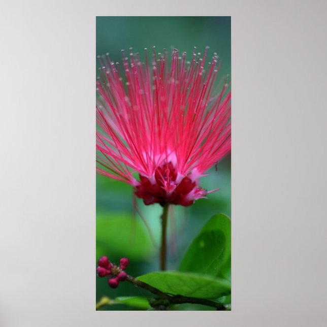 Poster Spikes roses (Devant)