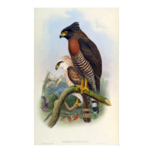 Spilornis Rufipectus (Serpent-aigle Sulawesi)