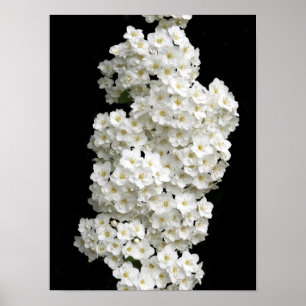Poster Spirea Arguta