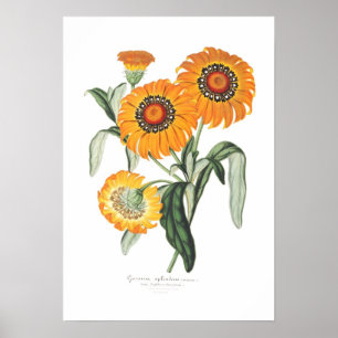 Poster Splendens de Gazania