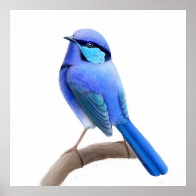 Poster Splendid Fairy Wren Bird Print (Devant)