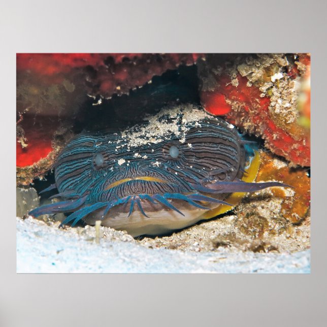 Poster Splendit Toadfish Hacher (Devant)