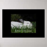 Splendor dans l'herbe