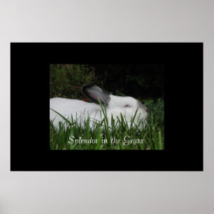 Poster Splendor dans l'herbe