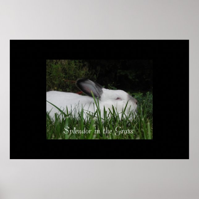 Poster Splendor dans l'herbe (Devant)