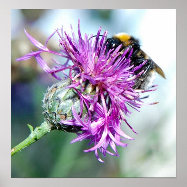 Poster Splendor été (Devant)