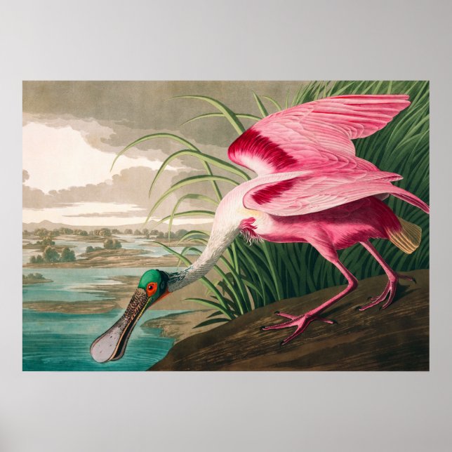 Poster Spoonbill sur le roseate par John James Audubon (Devant)