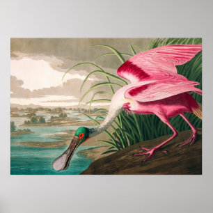 Poster Spoonbill sur le roseate par John James Audubon