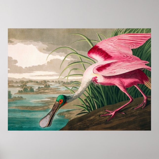 Poster Spoonbill sur le roseate par John James Audubon (Devant)