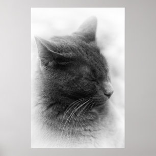 Poster Spot the Magnificent Grey Imperiale Cat