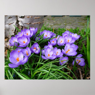 Poster Spring Crocus