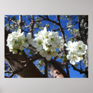 Poster Spring Flowering Pear Tree