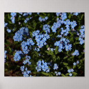 Poster Spring Forget-Me-Nots, péninsule supérieure du Mic