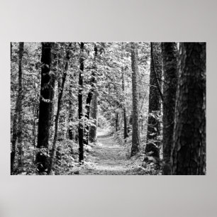 Poster Spring Rainforest Trail en noir et blanc