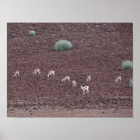 Springboks Grazing For Food, Le Désert Du Namib.