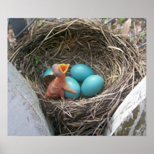 Poster springs_new_born_first