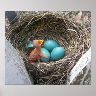 Poster springs_new_born_first