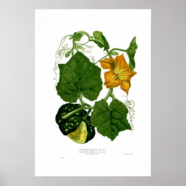 Poster Squash (Devant)