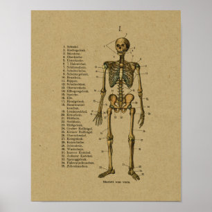Poster Squelette d'anatomie allemande vintage Imprimer