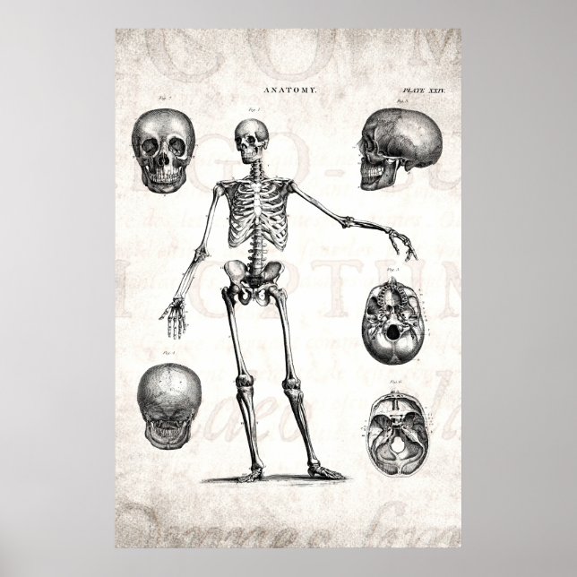 Poster Squelette d'antiquité squelette des années 1800 vi (Devant)