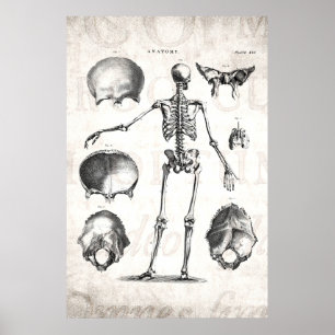 Poster Squelette d'antiquité squelette des années 1800 vi