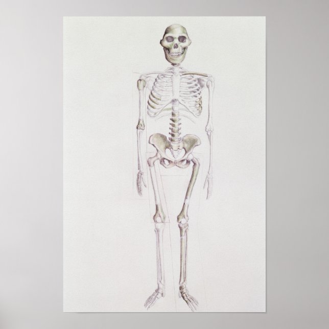 Poster Squelette d'Australopithèque (Devant)