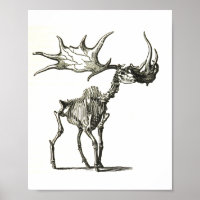 squelette de wapiti, histoire naturelle, nature, o