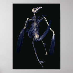 Poster Squelette d'oiseau