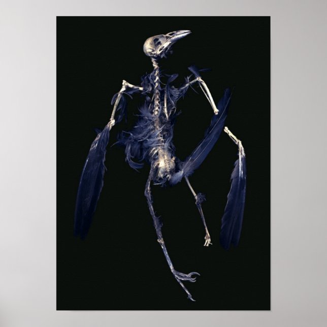 Poster Squelette d'oiseaux (Devant)