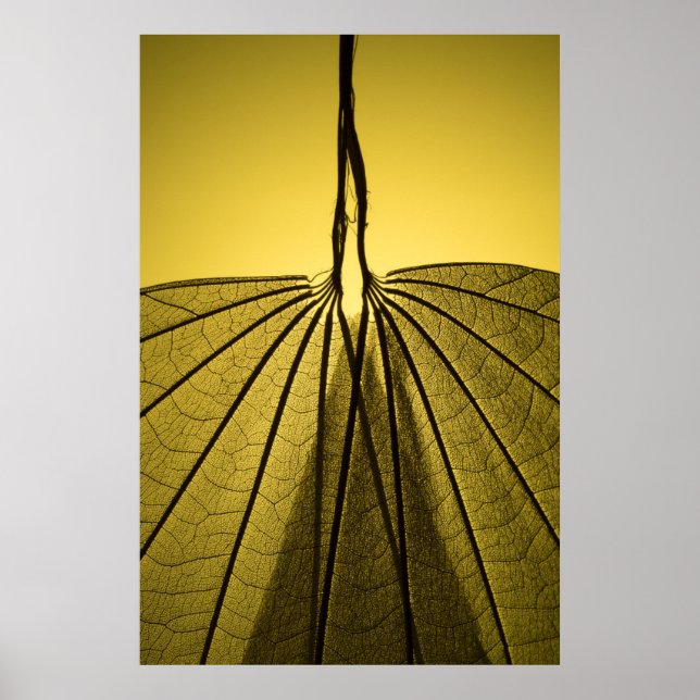 Poster Squelette feuille (Devant)