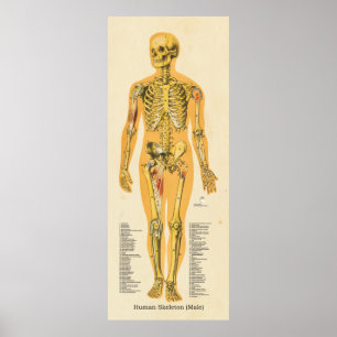 Poster Squelette humain Anatomie Bones Graphique Homme