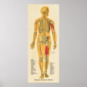 Poster Squelette humain Anatomie Bones Graphique Homme