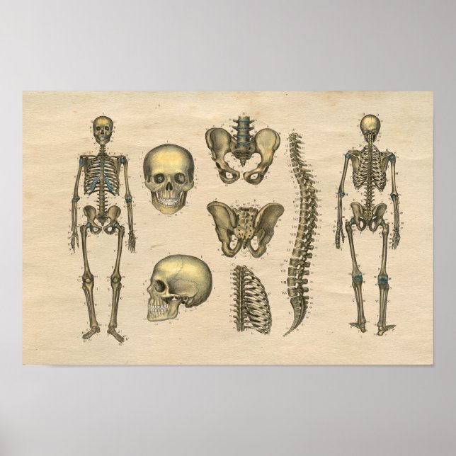 Poster Squelette humain Anatomie de la colonne vertébrale (Devant)